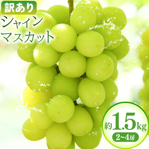 訳あり シャインマスカット 約1.5kg(2~4房)株式会社日本植生グループ本社 NISSHOKU FARM《2025年10月上旬-12月下旬頃出荷》葡萄 ブドウ ぶどう 浅口市 【配送不可地域あり】 (離島)