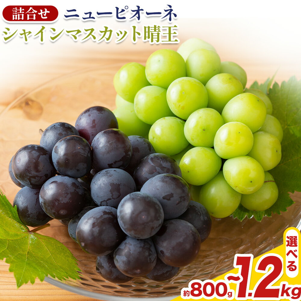 【2026年先行予約】 岡山県産 シャインマスカット「晴王」とニューピオーネ 選べる L～3L 計800g～1.2kg 株式会社はちや《2026年8月下旬‐9月下旬頃頃出荷》岡山県 浅口市 ぶどう 葡萄 フルーツ ギフト 果物 デザート 国産 送料無料【配送不可地域あり】