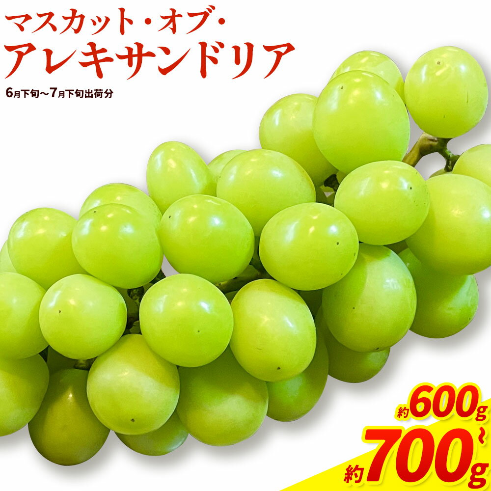 【ふるさと納税)】【2026年先行予約】岡山県産 マスカット・オブ・アレキサンドリア 選べる 計 600g 700g 株式会社 はちや《2026年6月下旬‐7月下旬頃出荷》岡山 国産 フルーツ 果物 岡山県 浅口市 フルーツ 果物 マスカット オブ アレキサンドリア【配送不可地域あり】
