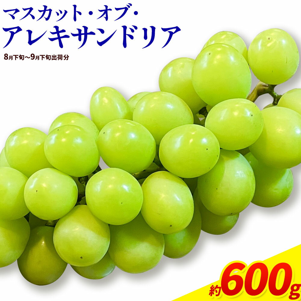 【2026年先行予約】岡山県産 ぶどう マスカット・オブ・アレキサンドリア 600g 株式会社 はちや《2026年8月下旬-9月下旬頃出荷》岡山 国産 葡萄 フルーツ 果物 岡山県 浅口市 フルーツ 果物 マスカット オブ アレキサンドリア【配送不可地域あり】