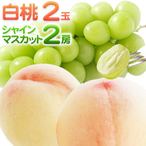 【2026年先行予約】詰合 白桃（1玉220g以上）2玉・シャインマスカット晴王（1房480g以上）2房 化粧箱入り 株式会社山博(中本青果)《2026年7月下旬-8月中旬頃出荷》岡山県 浅口市 ぶどう フルーツ ギフト 贈答用 旬 国産 送料無料【配送不可地域あり】