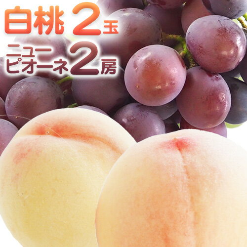 【2026年先行予約】詰合 白桃 1玉220g以上 2玉・ニューピオーネ 1房480g以上 2房 化粧箱入り 株式会社山博(中本青果)《2026年7月下旬-8中旬頃出荷》岡山県 浅口市 ぶどう フルーツ ギフト 贈答用 旬 果物 国産 岡山県産 送料無料【配送不可地域あり】