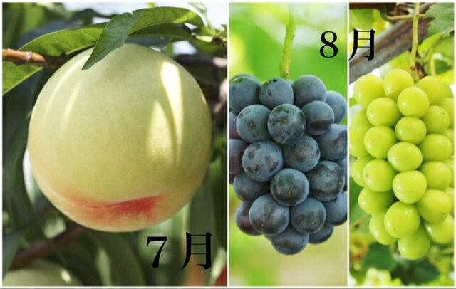 【ふるさと納税】【令和8年発送・先行予約】岡山県産　晴れの国岡山フルーツ7月8月9月10月11月12月定期便6回　化粧箱入りB（岡山県 和気町 白桃 ピオーネ ニューピオーネ シャインマスカット 紫苑 あたご梨）dh-1　※北海道・沖縄県・離島への配送はできません。 サムネイル2