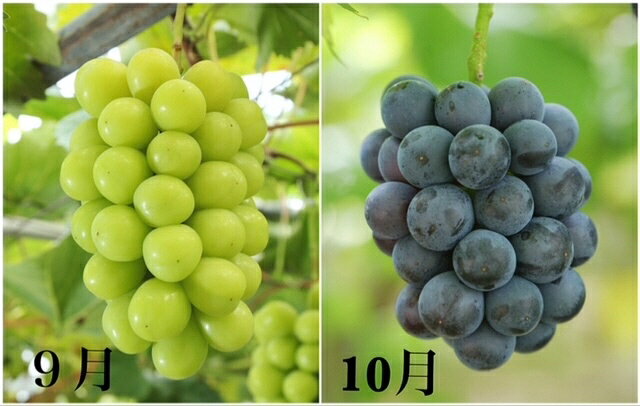 【ふるさと納税】【令和8年発送・先行予約】岡山県産　晴れの国岡山フルーツ7月8月9月10月11月12月定期便6回　化粧箱入りB（岡山県 和気町 白桃 ピオーネ ニューピオーネ シャインマスカット 紫苑 あたご梨）dh-1　※北海道・沖縄県・離島への配送はできません。 サムネイル3