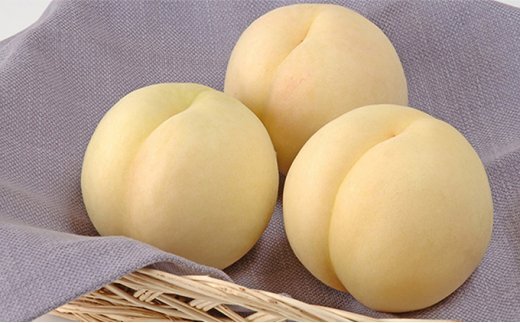【令和8年発送】ご家庭用岡山白桃（晩生） CY-1