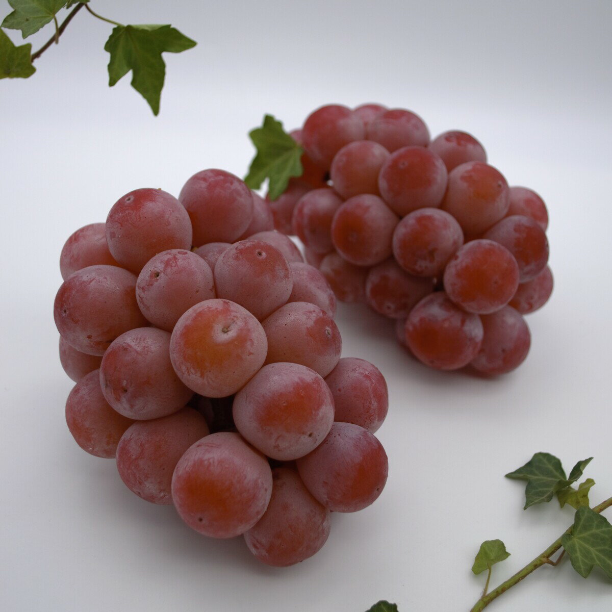 【ふるさと納税】【令和8年発送】ご家庭用岡山県産クインニーナ　UU-12 サムネイル2