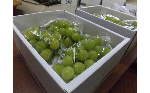 【ふるさと納税】シャインマスカットぶどう1.0kg（1～2房）CC-83 サムネイル2