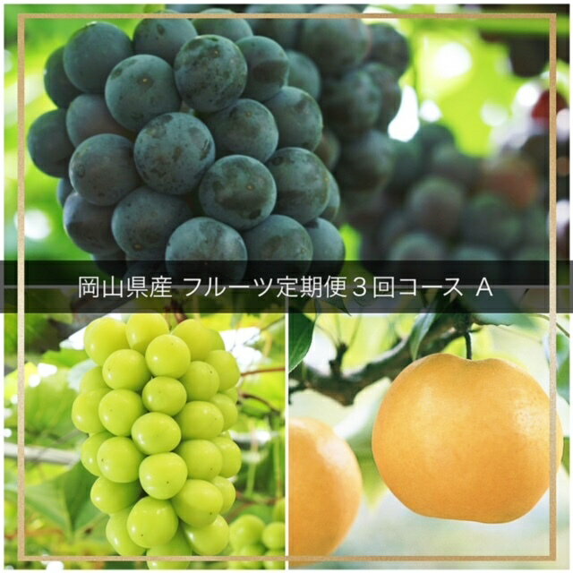 【令和8年発送・先行予約】フルーツ定期便 全3回コースA（岡山県 和気町 ピオーネ ニューピオーネ シャインマスカット あたご梨）vv-109　※北海道・沖縄県・離島への配送はできません。
