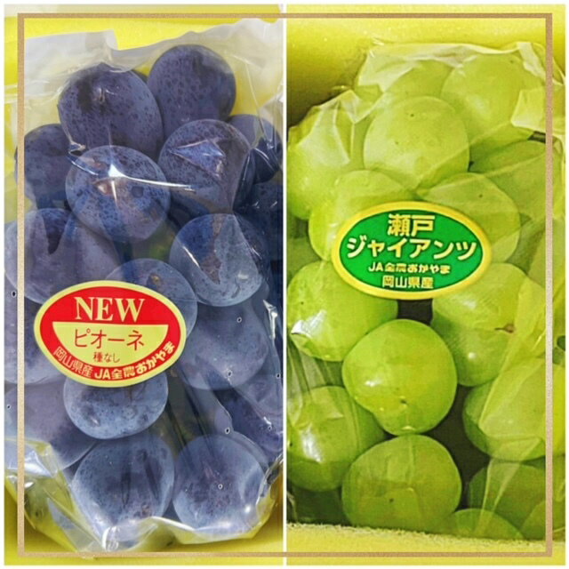 【ふるさと納税】【令和8年発送・先行予約】フルーツ定期便 全3回コースB（岡山県 和気町 ピオーネ ニューピオーネ 瀬戸ジャイアンツ シャインマスカット あたご梨）vv-110　※北海道・沖縄県・離島への配送はできません。 サムネイル2