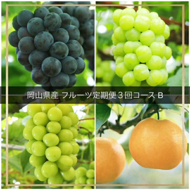 【令和8年発送・先行予約】フルーツ定期便 全3回コースB（岡山県 和気町 ピオーネ ニューピオーネ 瀬戸ジャイアンツ シャインマスカット あたご梨）vv-110　※北海道・沖縄県・離島への配送はできません。