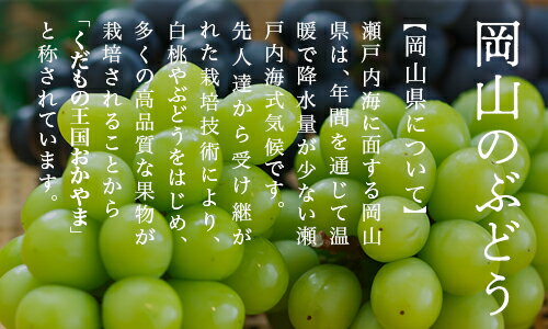【ふるさと納税】【令和8年発送・先行予約】岡山県産　ニューピオーネ（1房480g以上）2房（約1kg）　化粧箱入り　BS-18　※北海道・沖縄県・離島への配送はできません。 サムネイル3