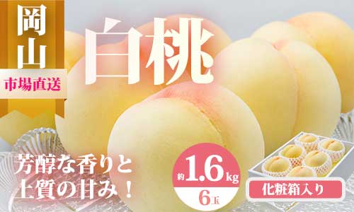 【令和8年発送・先行予約】岡山県産　白桃6玉（合計1.6kg以上）化粧箱入り　Eo-1　※北海道・沖縄県・離島への配送はできません。