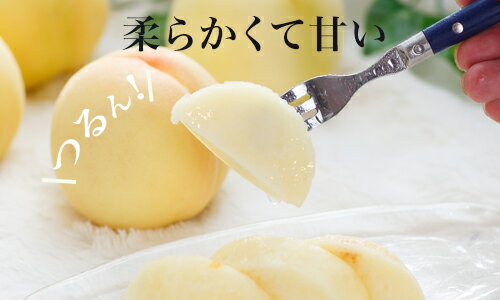 【ふるさと納税】【令和8年発送・先行予約】岡山県産　白桃6玉（合計1.6kg以上）化粧箱入り　Eo-1　※北海道・沖縄県・離島への配送はできません。 サムネイル2