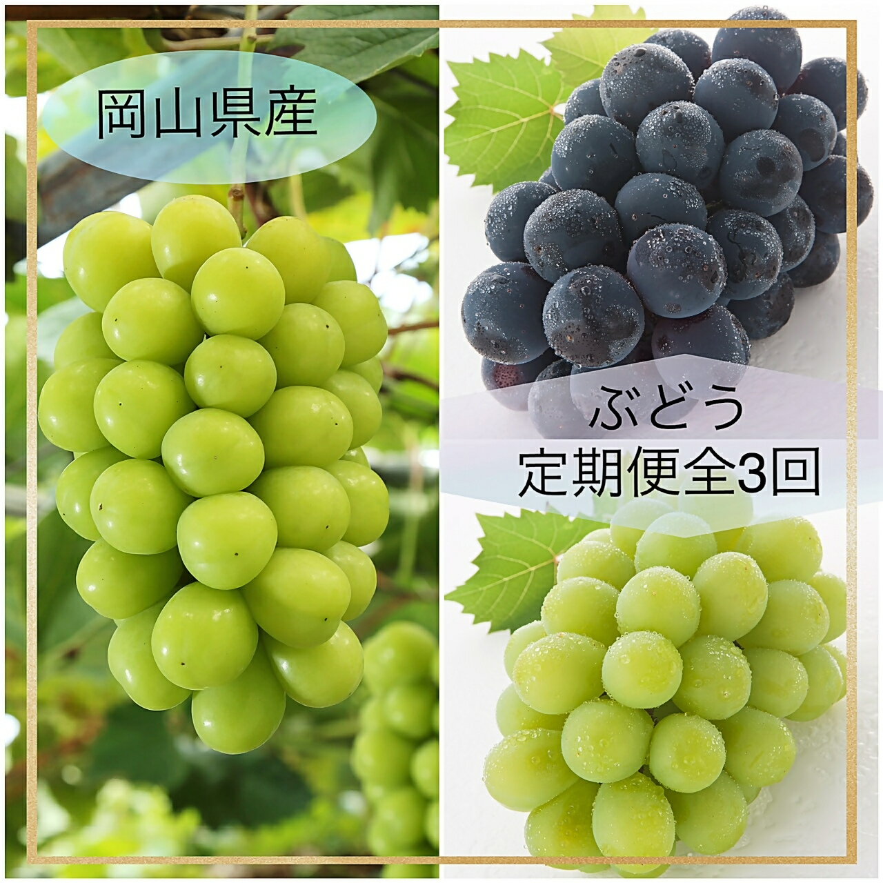 【令和8年発送・先行予約】ぶどうの定期便全3回　Ga-1