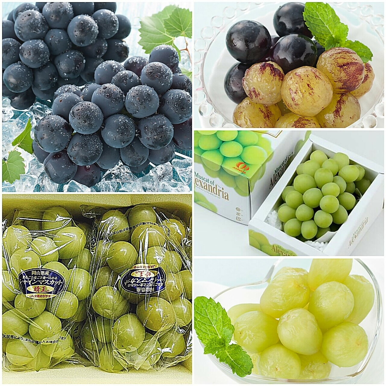 【ふるさと納税】【令和8年発送・先行予約】ぶどうの定期便全3回　Ga-1 サムネイル2