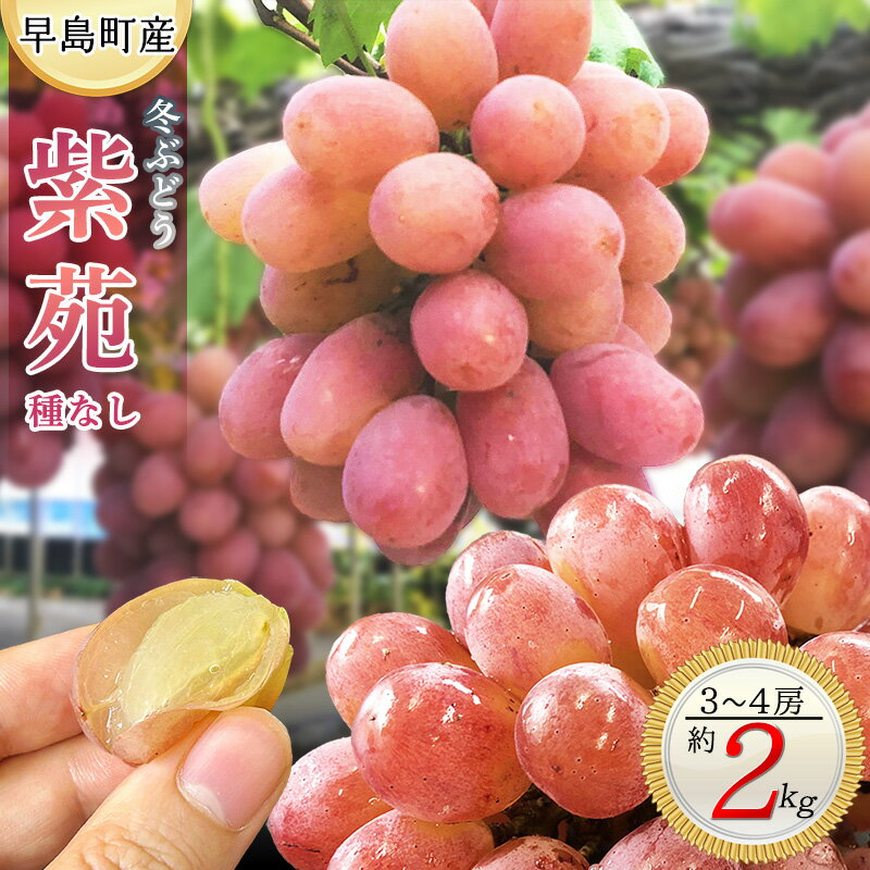 家庭用 冬ぶどう紫苑（3～4房・2kg程度）（林果樹園）～関連キーワード：ぶどう シャインマスカット 岡山 晴王 栽培 晴れの国岡山 年内発送可 年内発送 種無し タネなし 種なし 訳あり 傷 不揃い 規格外～