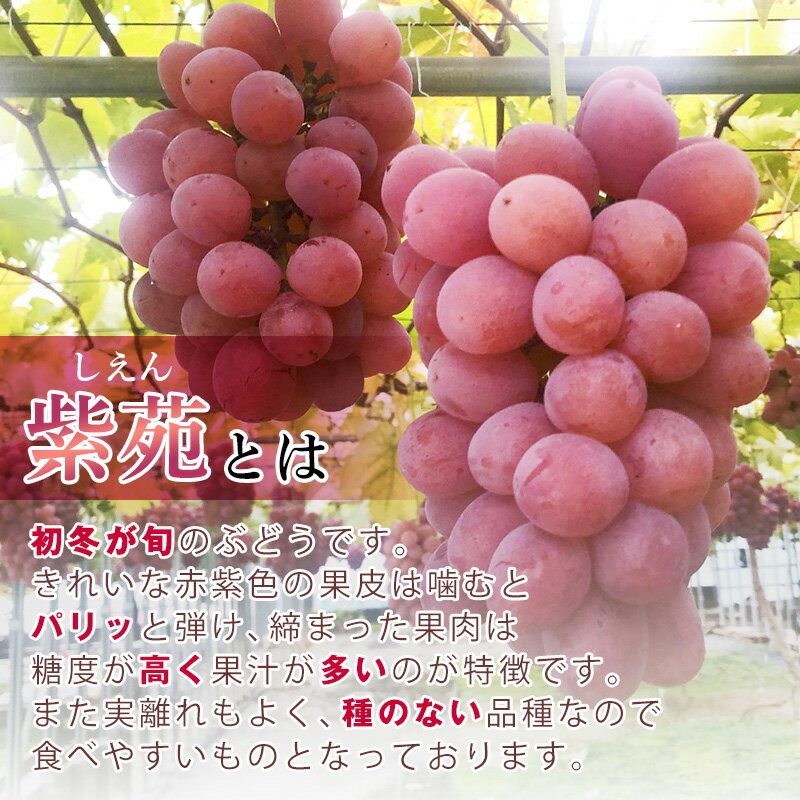 【ふるさと納税】家庭用 冬ぶどう紫苑（3～4房・2kg程度）（林果樹園）～関連キーワード：ぶどう シャインマスカット 岡山 晴王 栽培 晴れの国岡山 年内発送可 年内発送 種無し タネなし 種なし 訳あり 傷 不揃い 規格外～ サムネイル2
