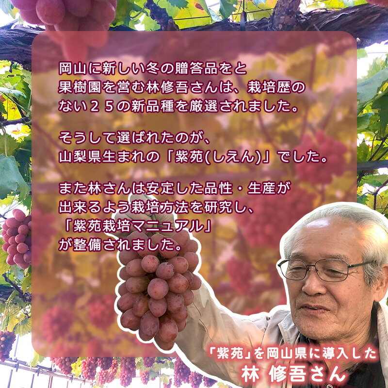 【ふるさと納税】家庭用 冬ぶどう紫苑（3～4房・2kg程度）（林果樹園）～関連キーワード：ぶどう シャインマスカット 岡山 晴王 栽培 晴れの国岡山 年内発送可 年内発送 種無し タネなし 種なし 訳あり 傷 不揃い 規格外～ サムネイル3