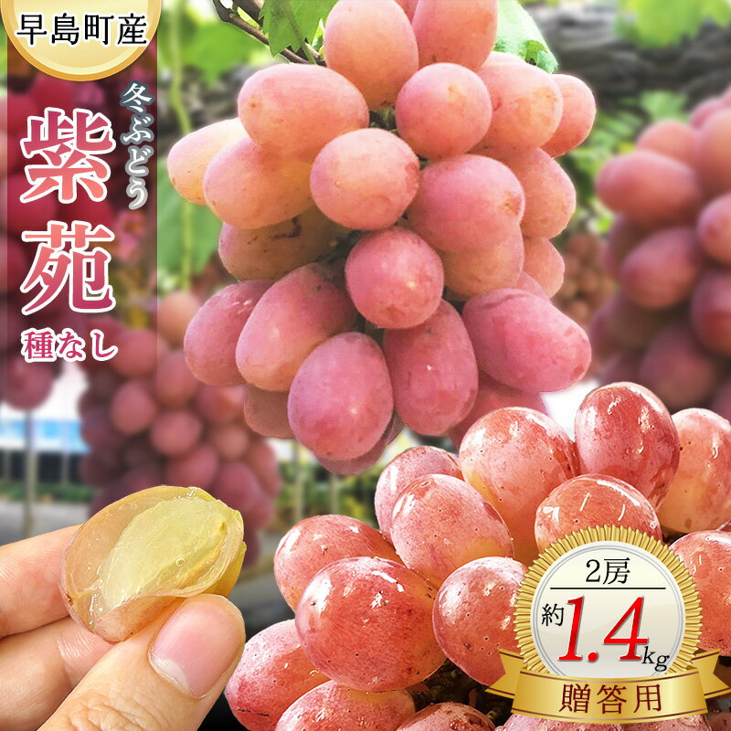 【贈答用】冬ぶどう紫苑（2房・1．4kg程度）（林果樹園）
