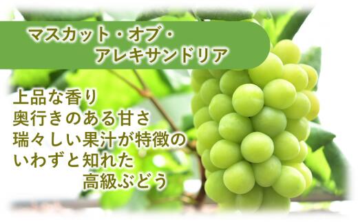 【ふるさと納税】岡山県産 フルーツ定期便 5回コースB（山博） サムネイル2