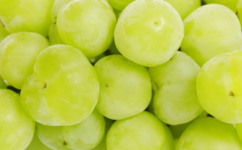 【ふるさと納税】ぶどう 2026年 先行予約 桃太郎 ぶどう 1房 約500g ブドウ 葡萄 岡山県産 国産 フルーツ 果物 ギフト 　お届け：2026年8月下旬～2026年9月下旬 サムネイル3