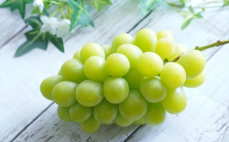 【ふるさと納税】ぶどう 2026年 先行予約 シャイン マスカット 1房 約500g ブドウ 葡萄 岡山県産 国産 フルーツ 果物 ギフト　お届け：2026年8月下旬～2026年9月下旬 サムネイル3