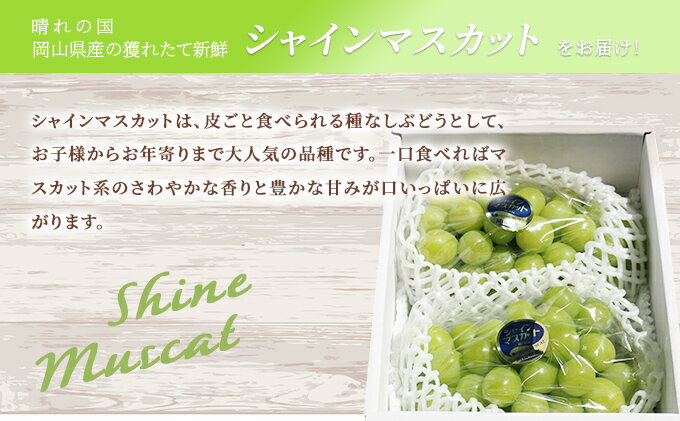 【ふるさと納税】【2026年先行予約】 ぶどう 岡山県産 シャインマスカット 1.2kg以上(2房)《2026年9月上旬-下旬頃出荷》 葡萄 ブドウ 岡山県産 フルーツ 果物 数量限定 期間限定 岡山 里庄町 ブドウ 果物類　お届け：2026年9月上旬～2026年9月下旬 サムネイル3