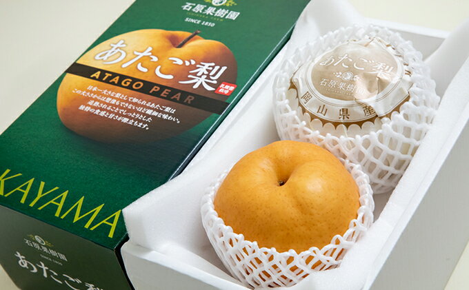 【ふるさと納税】梨 2025年 先行予約 あたご梨 2玉 (1玉 約750g) 化粧箱【11月下旬～12月中旬頃発送】 ナシ なし 岡山県産 国産 フルーツ 果物 ギフト 石原果樹園 　お届け：2025年11月15日～2025年12月20日 サムネイル3