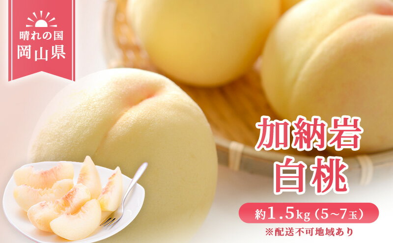 【ふるさと納税】【 2026年 先行予約】 桃 岡山県産 加納岩 白桃 約1.5kg（5～7玉） 《2026年6月下旬-7月上旬頃出荷》 白桃 岡山 はくとう スイーツ フルーツ 果物 先行予約 数量限定 期間限定 岡山 里庄町 モモ もも 桃 　お届け：2026年6月下旬～2026年7月上旬 サムネイル2