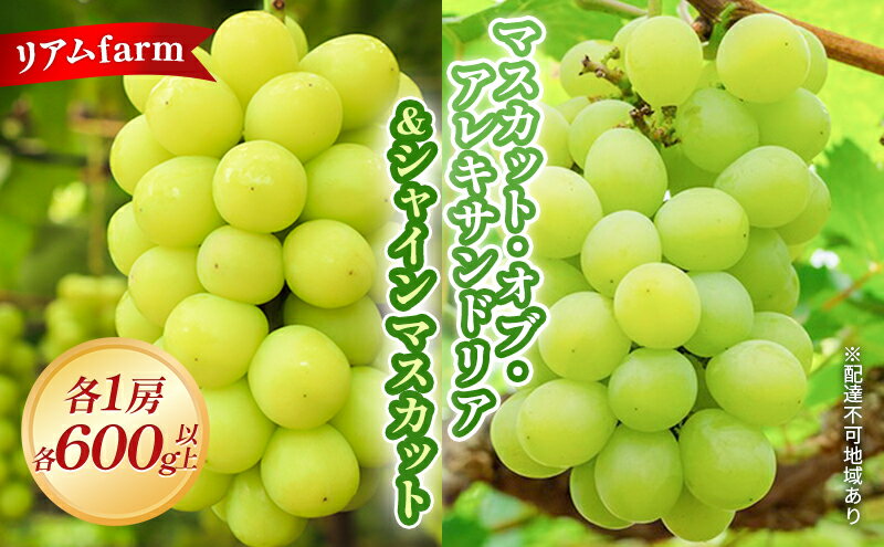 【ふるさと納税】【2026年先行予約】 ぶどう 岡山県産 マスカット ・オブ・ アレキサンドリア ＆ シャインマスカット 各1房（各600g以上） 2026年7月下旬-8月上旬出荷 フルーツ 果物 数量限定 期間限定 里庄町 リアム farm　お届け：2026年7月下旬～2026年8月上旬 サムネイル2