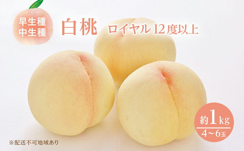 【ふるさと納税】桃 2026年 先行予約 岡山 白桃 ロイヤル 4～6玉 約1kg JA おかやま のもも（早生種・中生種） もも モモ 岡山県産 国産 フルーツ 果物 ギフト 甘い 美味しい 産地直送 贈り物 高糖度 　お届け：2026年7月上旬～2026年8月中旬 サムネイル2