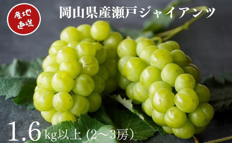 【ふるさと納税】厳選 瀬戸ジャイアンツ 2～3房 合計1.6kg以上 産地直送 朝採れ ぶどう 葡萄 Kawahara Green Farm 岡山県産 2026年 果物 フルーツ 岡山のブドウ デザート 食べ物 国産 日本産 　お届け：2026年9月11日～2026年10月20日 サムネイル2