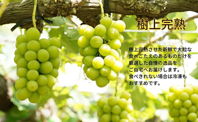 【ふるさと納税】厳選 シャインマスカット・瀬戸ジャイアンツ 2～3房 合計1.7kg以上 詰合せ 産地直送 朝採れ ぶどう 葡萄 Kawahara Green Farm 岡山県産2026年 果物 フルーツ 岡山のブドウ デザート 食べ物 国産 日本産 　お届け：2026年9月11日～2026年10月20日 サムネイル3