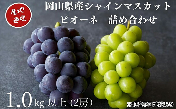 【ふるさと納税】厳選 シャインマスカット・ニューピオーネ 2房 合計1.0kg以上 詰合せ 産地直送 朝採れ ぶどう 葡萄 Kawahara Green Farm 岡山県産 2026年 果物 フルーツ ジューシー 大粒 食べやすい 人気 甘い 美味しい 　お届け：2026年8月25日～2026年9月30日 サムネイル2