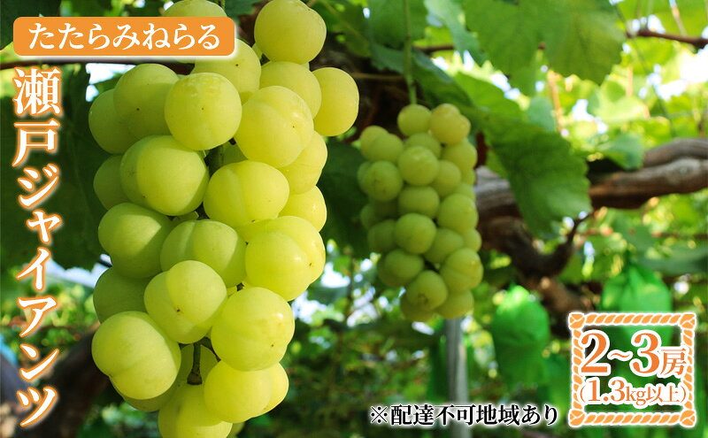 【ふるさと納税】【2026年先行予約】 ぶどう 岡山県産 たたらみねらる 瀬戸ジャイアンツ 1.3kg以上（2房～3房） 《2026年9月中旬-10月中旬頃出荷》 葡萄 ブドウ フルーツ 果物 スイーツ 数量限定 期間限定 岡山 里庄町 　お届け：2026年9月中旬～2026年10月中旬 サムネイル2