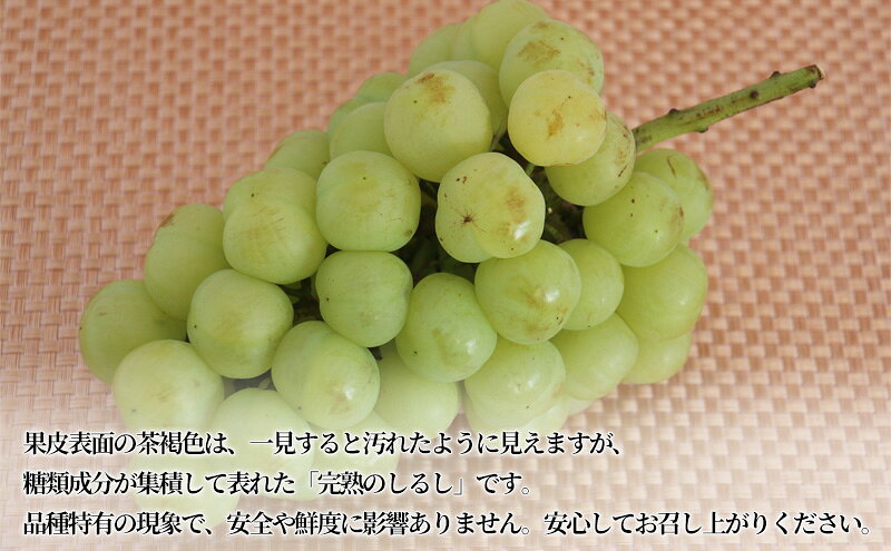 【ふるさと納税】【2026年先行予約】 ぶどう 岡山県産 たたらみねらる 瀬戸ジャイアンツ 1.3kg以上（2房～3房） 《2026年9月中旬-10月中旬頃出荷》 葡萄 ブドウ フルーツ 果物 スイーツ 数量限定 期間限定 岡山 里庄町 　お届け：2026年9月中旬～2026年10月中旬 サムネイル3