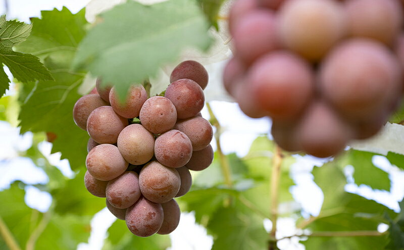 【ふるさと納税】【2026年先行予約】 ぶどう 岡山県産 クイーンニーナ 1kg箱（2～3房） 《2026年8月下旬-9月下旬頃出荷》 葡萄 ブドウ 岡山県産 フルーツ 果物 スイーツ 数量限定 期間限定 岡山 里庄町 ブドウ ぶどう 葡萄 　お届け：2026年8月20日～2026年9月30日 サムネイル3