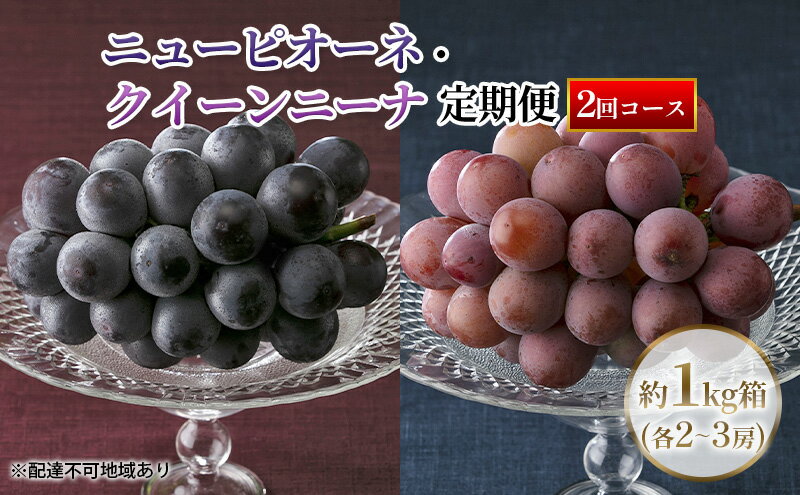 【ふるさと納税】【定期便】【2026年先行予約】 ぶどう 岡山県産 ニューピオーネ ・ クイーンニーナ 1kg箱（各2～3房） 定期便 2回 《2026年8月下旬-9月中旬頃出荷》 葡萄 ブドウ 岡山県産 フルーツ 果物 数量限定 　お届け：2026年8月下旬～2026年9月中旬 サムネイル2