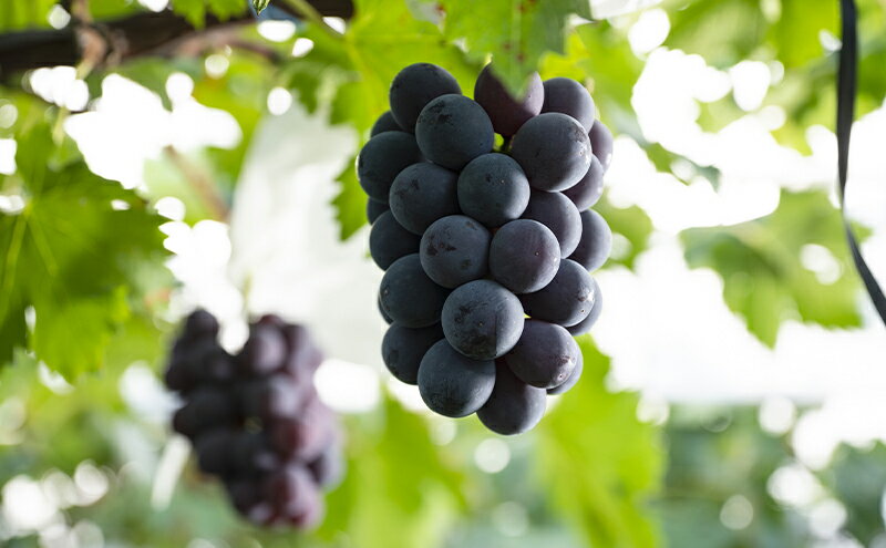 【ふるさと納税】【定期便】【2026年先行予約】 ぶどう 岡山県産 ニューピオーネ ・ クイーンニーナ 1kg箱（各2～3房） 定期便 2回 《2026年8月下旬-9月中旬頃出荷》 葡萄 ブドウ 岡山県産 フルーツ 果物 数量限定 　お届け：2026年8月下旬～2026年9月中旬 サムネイル3