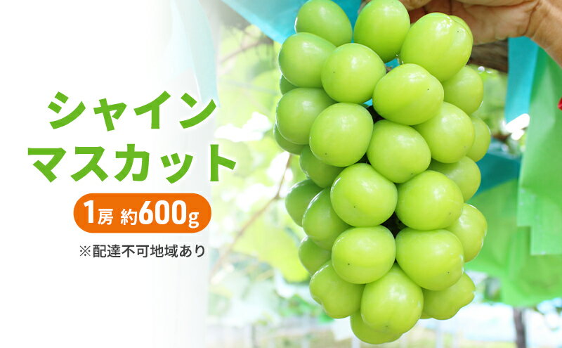 【ふるさと納税】ぶどう 2026年 先行予約 シャインマスカット 1房 約600g ブドウ シャイン マスカット 葡萄 岡山 国産 フルーツ 果物　お届け：2026年9月上旬～2026年10月下旬 サムネイル2