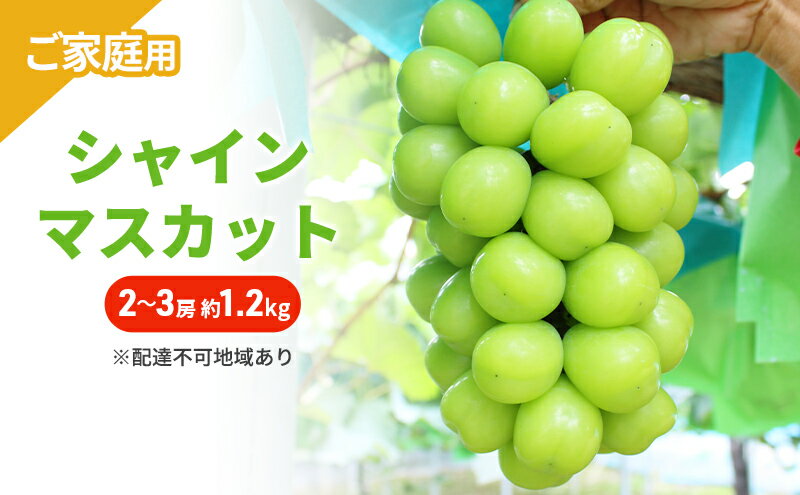 【ふるさと納税】ぶどう 2026年 先行予約 ご家庭用 シャインマスカット 2～3房 約1.2kg ブドウ シャイン マスカット 葡萄 岡山 国産 フルーツ 果物　お届け：2026年9月上旬～2026年10月下旬 サムネイル2