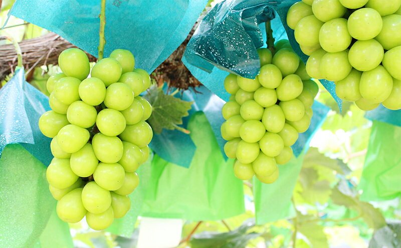 【ふるさと納税】ぶどう 2026年 先行予約 ご家庭用 シャインマスカット 2～3房 約1.2kg ブドウ シャイン マスカット 葡萄 岡山 国産 フルーツ 果物　お届け：2026年9月上旬～2026年10月下旬 サムネイル3