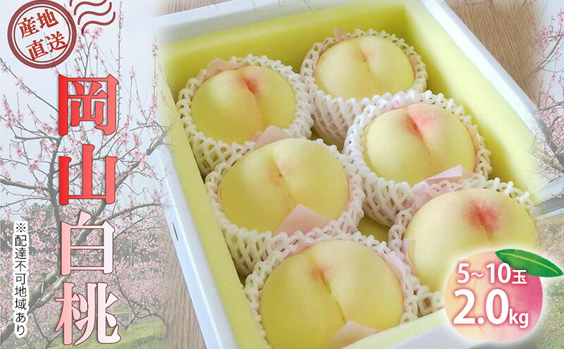 【ふるさと納税】【桃 2026年 先行予約】ご家庭用 白桃 約2kg（5～10玉） もも モモ 岡山県 国産 フルーツ 果物　お届け：2026年6月中旬～2026年8月中旬 サムネイル2
