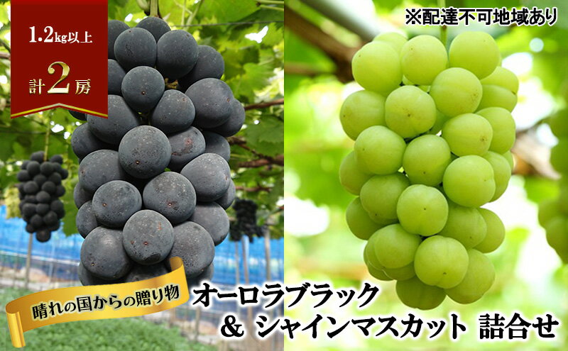 【ふるさと納税】【2026年先行予約】 ぶどう 岡山県産 晴れの国からの 贈り物 オーロラブラック ＆ シャインマスカット 詰合せ 1.2kg以上(2房)《2026年9月上旬-9月中旬出荷》 葡萄 ブドウ フルーツ 果物 数量限定 期間限定 里庄町　お届け：2026年9月上旬～2026年9月中旬 サムネイル2
