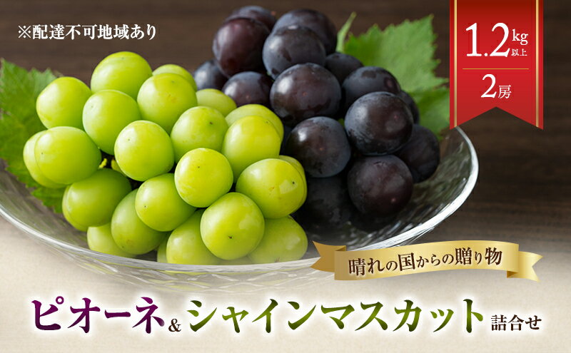 【ふるさと納税】【2026年先行予約】 ぶどう 岡山県産 晴れの国からの 贈り物 ピオーネ ＆ シャインマスカット 詰合せ 1.2kg以上(2房)《2026年8月下旬-9月下旬出荷》 葡萄 ブドウ フルーツ 果物 数量限定 期間限定 里庄町　お届け：2026年8月下旬～2026年9月下旬 サムネイル2