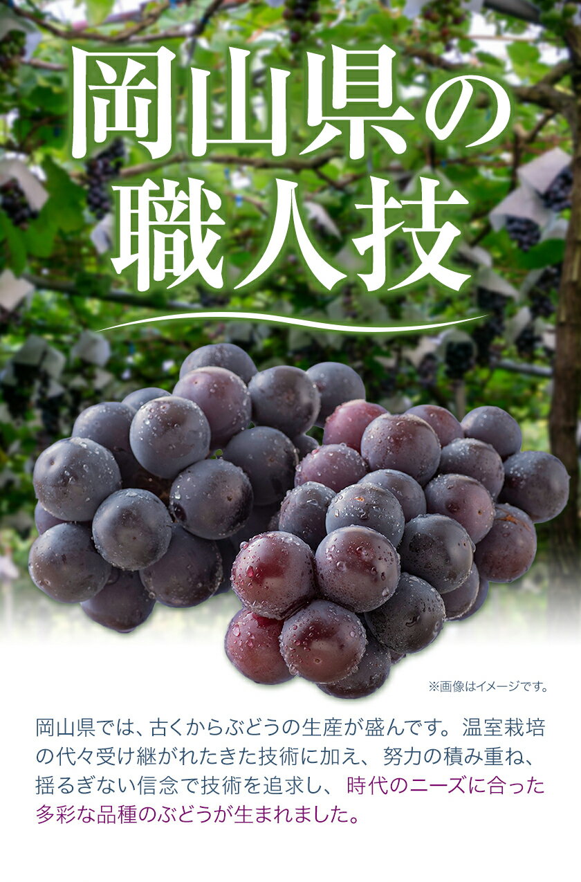 【ふるさと納税】【先行予約】 岡山県産 ニューピオーネ 2房 480g以上 ハウス栽培 葡萄 果物 厳選出荷 スイーツ フルーツ デザート 岡山県矢掛町《7月上旬-8月下旬に出荷予定(土日祝除く)》 種なしぶどう 【配送不可地域あり】 サムネイル3