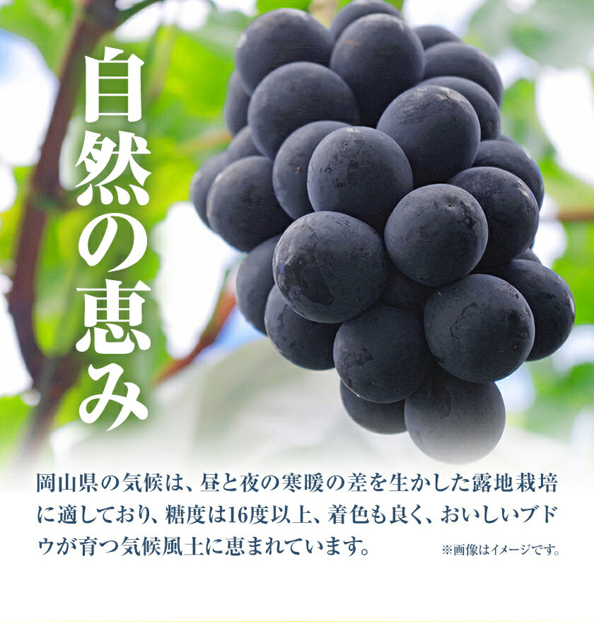 【ふるさと納税】 【先行予約】 岡山県産 ニューピオーネ 2房 480g以上 露地栽培 葡萄 果物 厳選出荷 スイーツ フルーツ デザート 岡山県矢掛町《9月中旬-10月下旬頃に出荷予定(土日祝除く)》 種なしぶどう 【配送不可地域あり】 サムネイル3