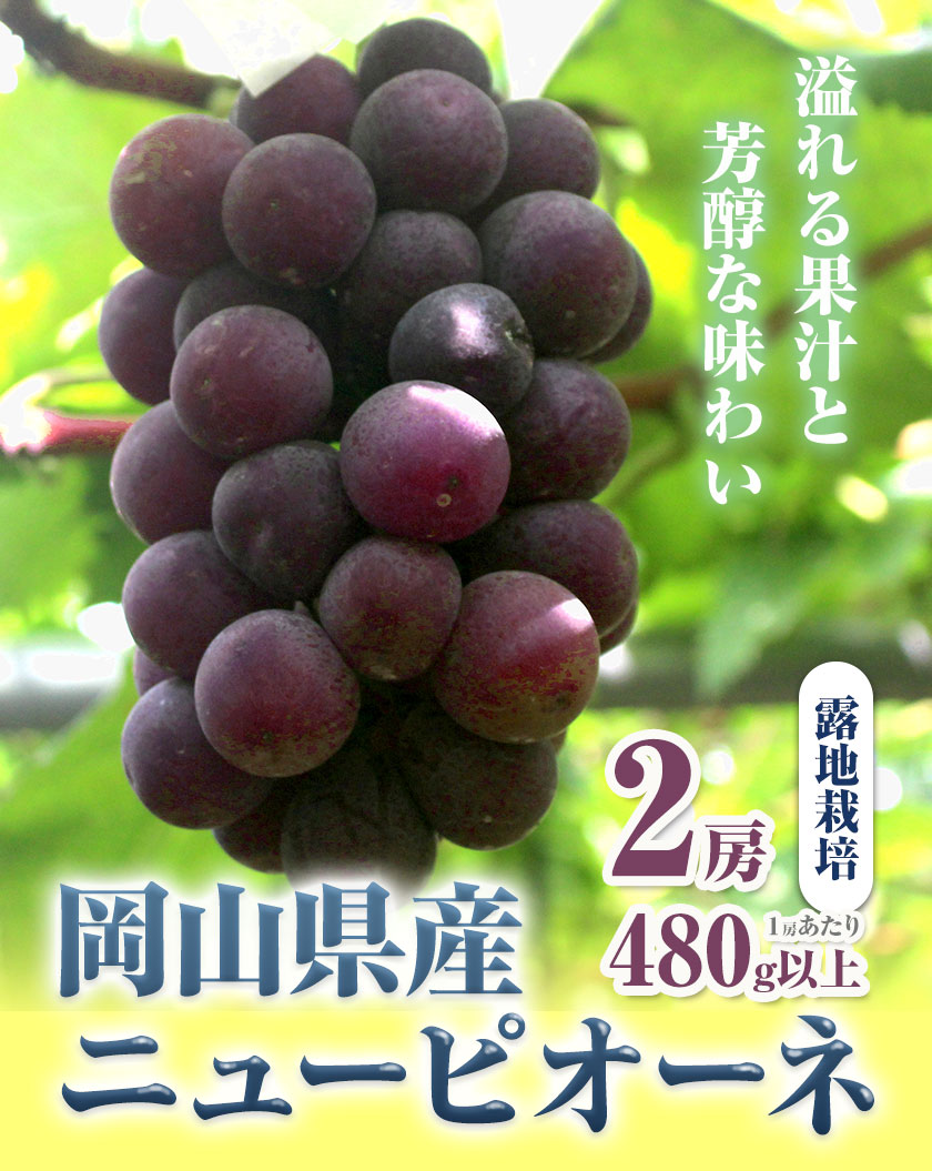 【ふるさと納税】 【先行予約】 岡山県産 ニューピオーネ 2房 480g以上 露地栽培 葡萄 果物 厳選出荷 スイーツ フルーツ デザート 岡山県矢掛町《9月中旬-10月下旬頃に出荷予定(土日祝除く)》 種なしぶどう 【配送不可地域あり】 サムネイル2