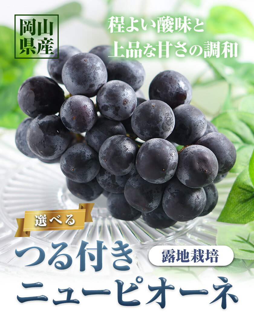 【ふるさと納税】 【先行予約】 岡山県産 選べる つる付きニューピオーネ 2房 580g以上3房 580g以上 1房 680g以上 露地栽培 葡萄 果物 厳選出荷 スイーツ フルーツ デザート 岡山県矢掛町《9月上旬-10月末頃に出荷予定(土日祝除く)》 種なしぶどう 【配送不可地域あり】 サムネイル2