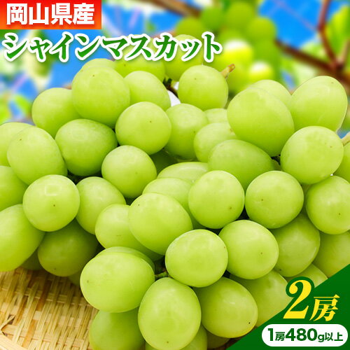 【先行予約】 岡山県産 シャインマスカット 2房 (480g以上) 【配送不可地域あり】 《7月上旬-8月中旬頃に出荷予定(土日祝除く)》 岡山県 矢掛町 マスカット ぶどう 葡萄 果物 フルーツ